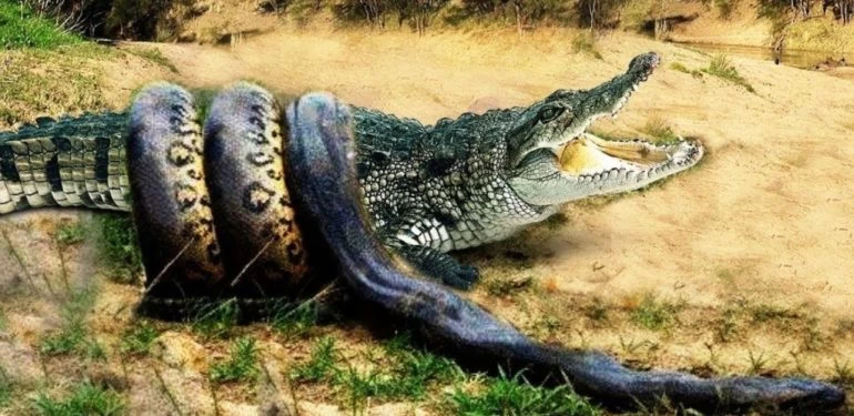 Πύθωνας εναντίον κροκόδειλου: Μάχη με απρόσμενη κατάληξη! (βίντεο)